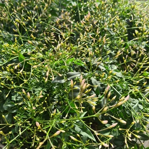 477140682_1132162288709783_2409496321752009462_n