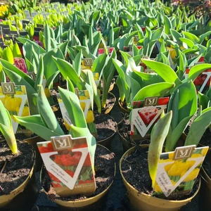 480357445_1132145298711482_1830211906617714994_n