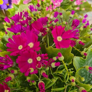 480460079_1132140682045277_8402078782014549238_n