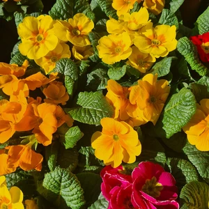 480788517_1132140828711929_5724902635468522358_n