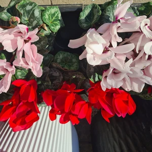 481048231_1132162348709777_8801029677782733683_n