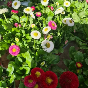 481079337_1132140062045339_8442561030087204034_n