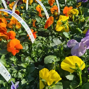 481668588_1132138938712118_4216570320715382452_n