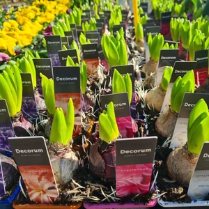 481676842_1132138828712129_3977540444032165615_n