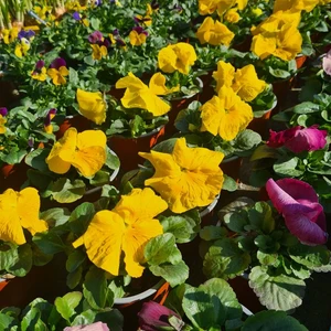 481815304_1132138878712124_873638304595081059_n