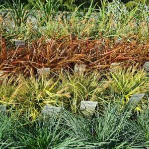 481904120_1132138728712139_1861636454162165736_n