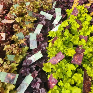 482239850_1132140258711986_1033754193521036562_n